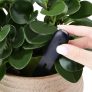 ה Flora  חיישן לניתור מצב הצמחים מבית שיאומי!